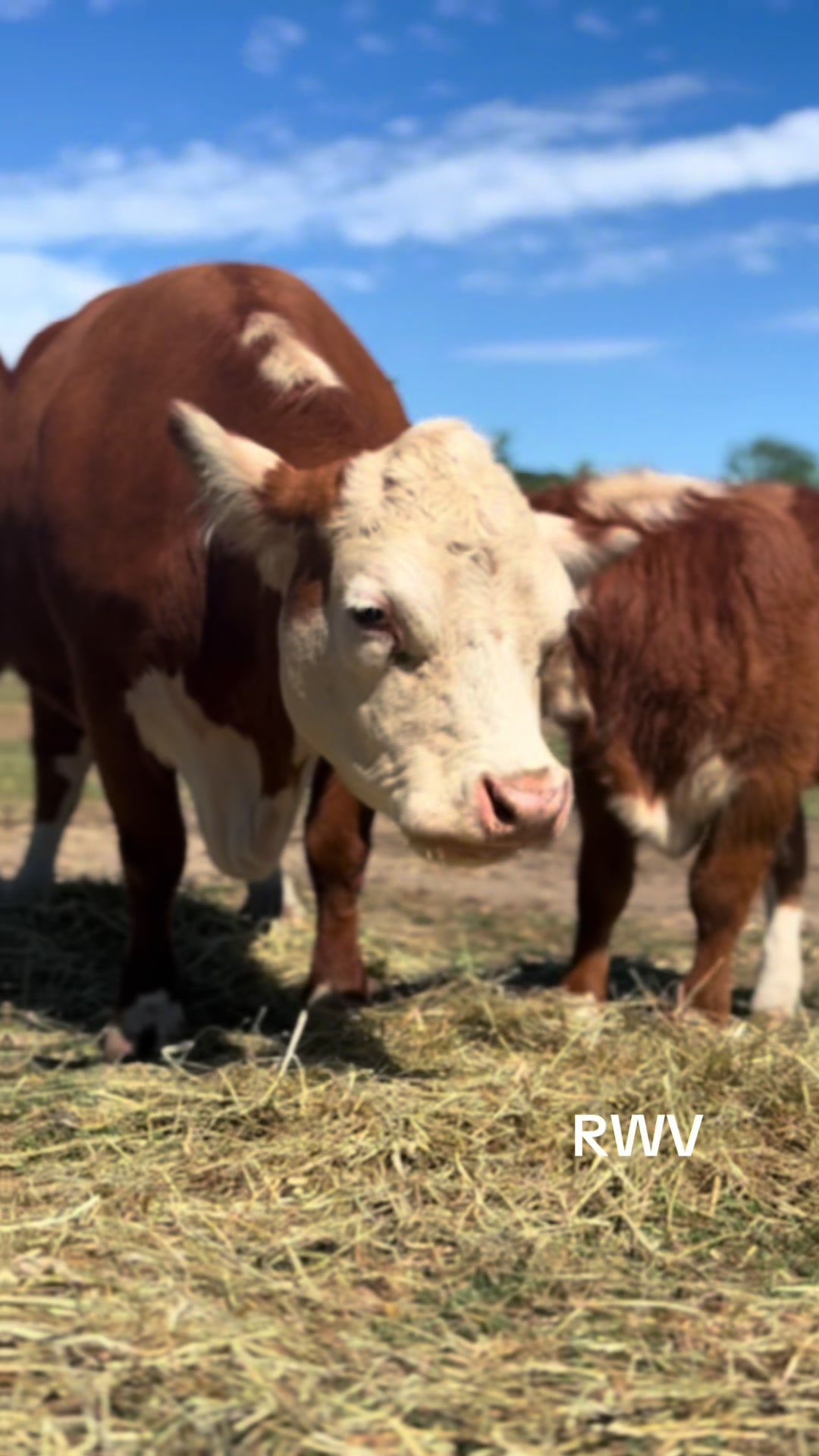 @RWV Land & Livestock