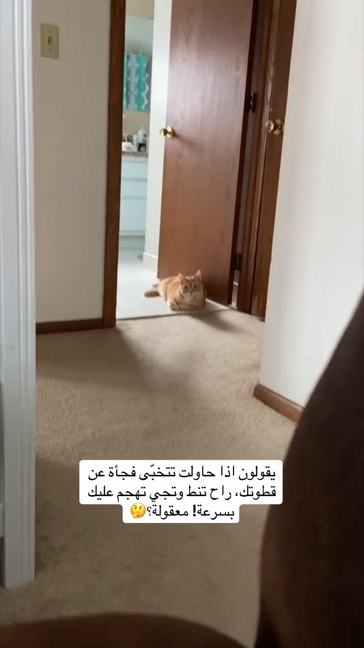 @اقبال والقطط