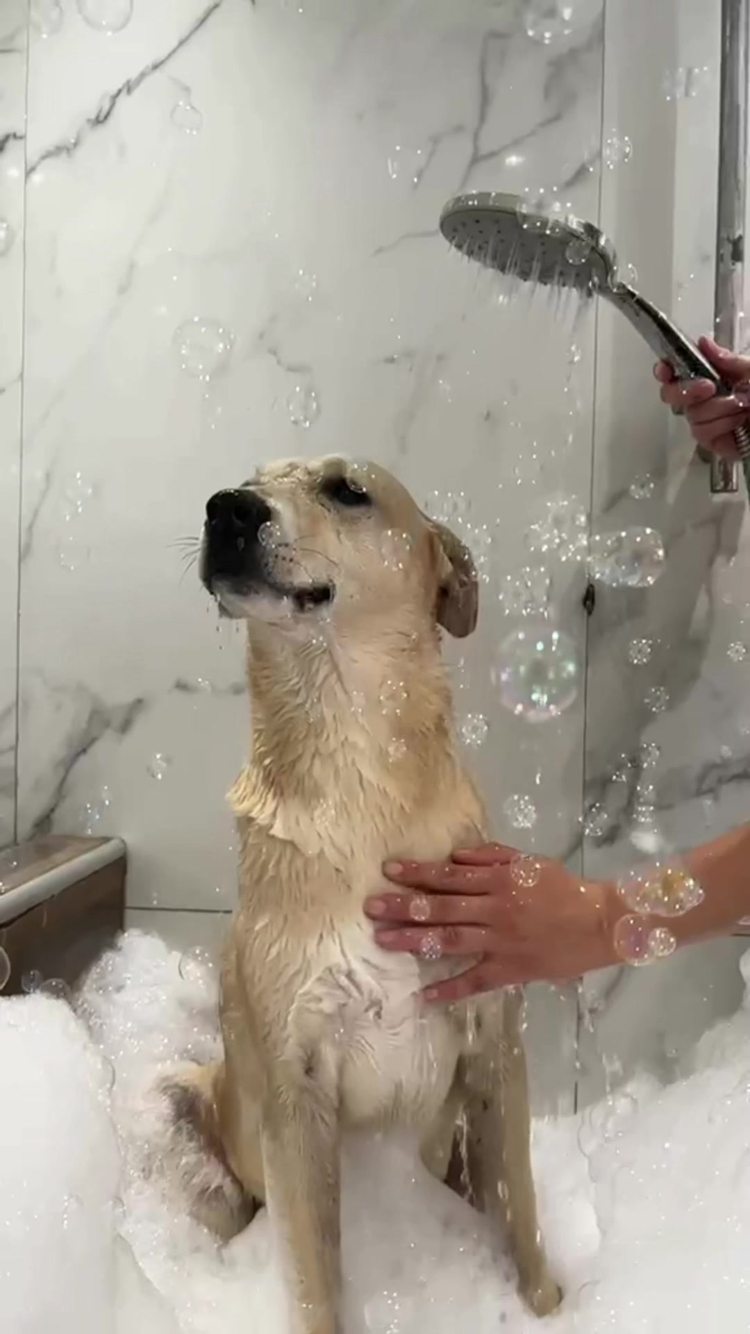 @We Dog You