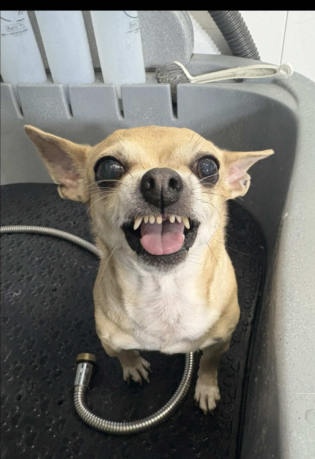 @VICTOR THE GROOMER