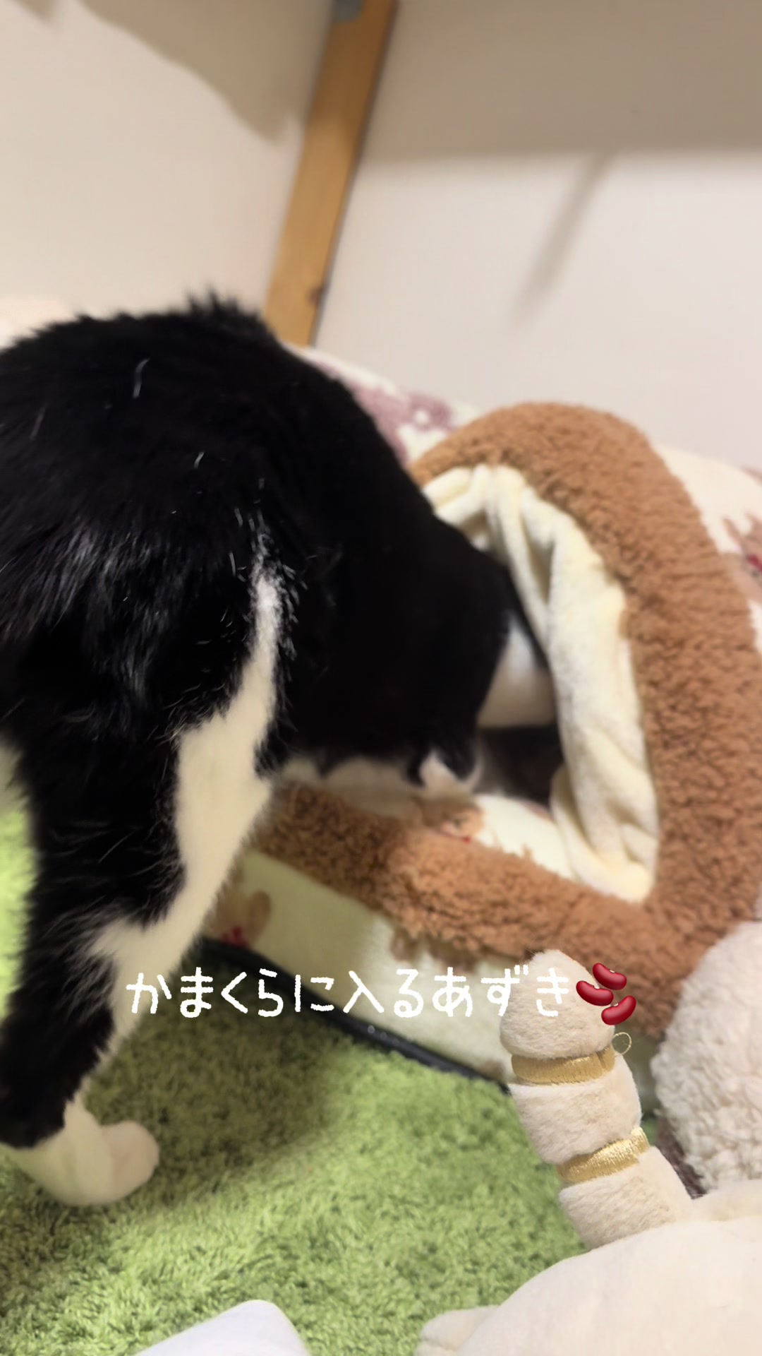 @ネコたまちゃんねる