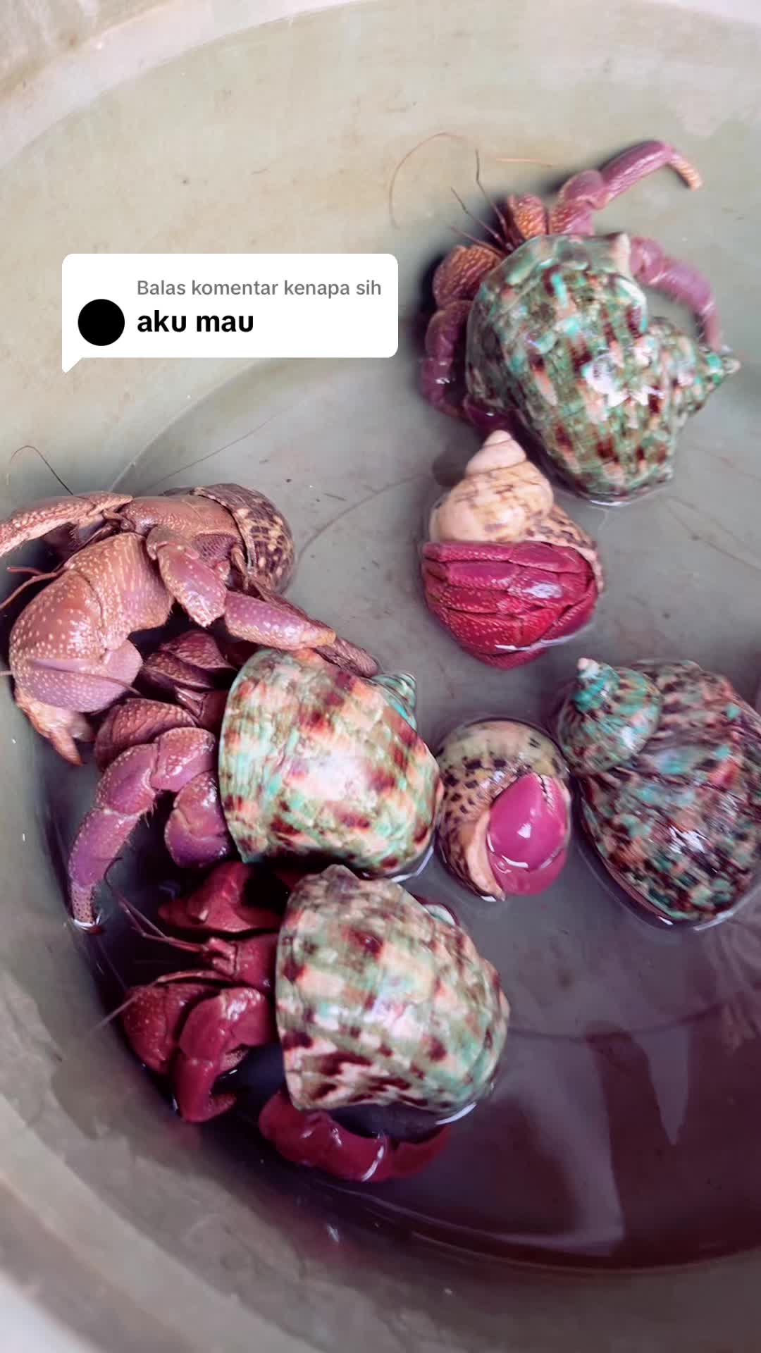 @Kudojiraiya