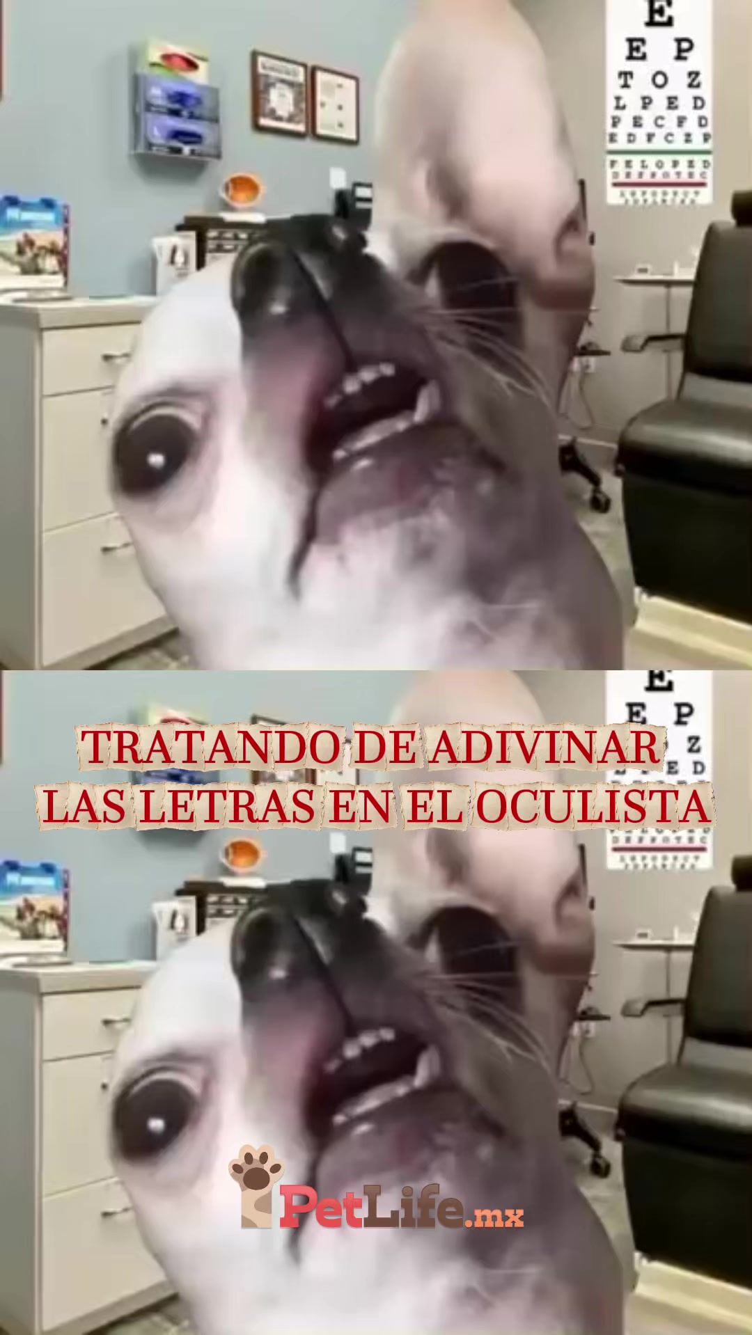 @Petlife