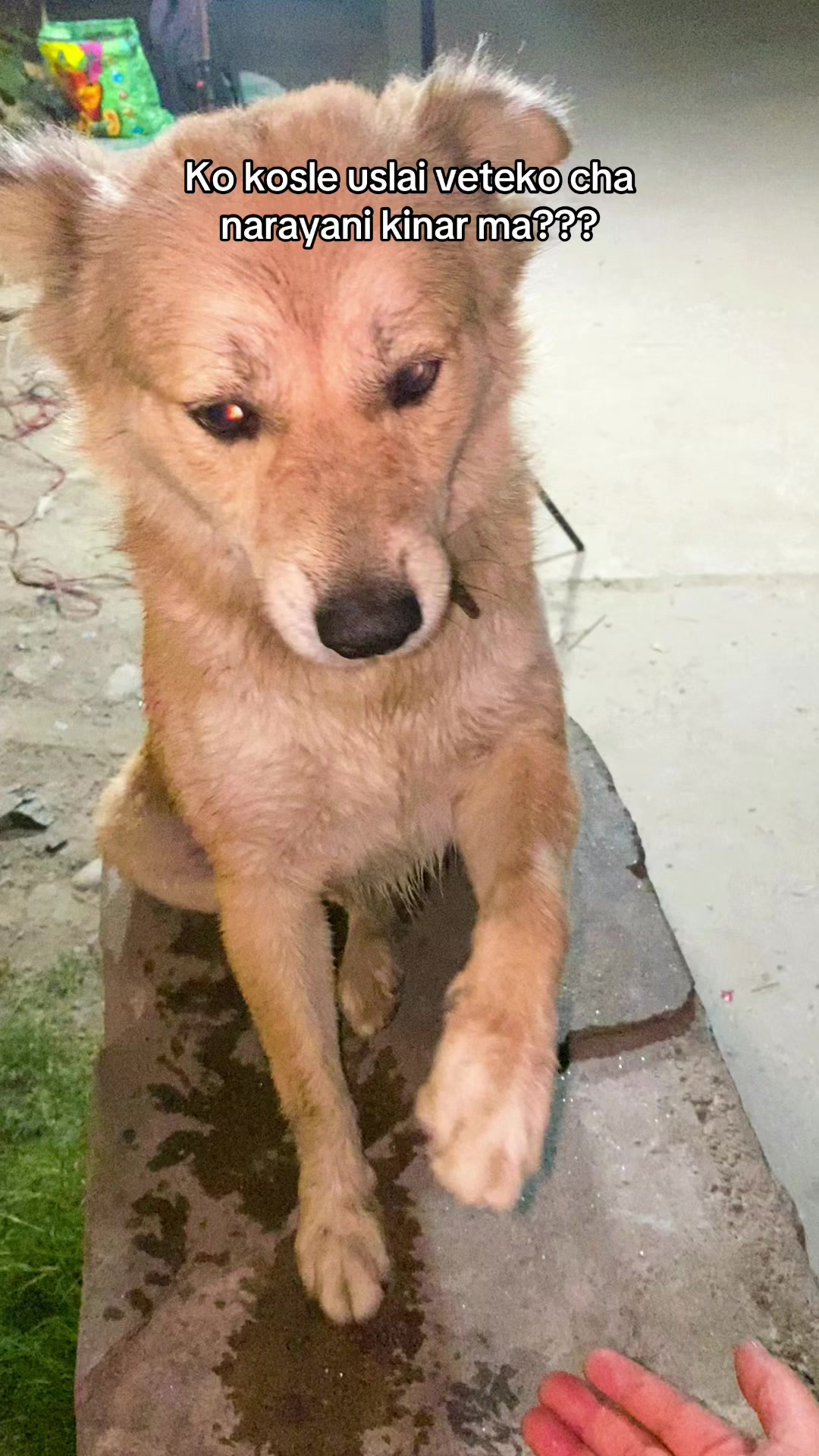 @Anshu shrestha 🐶