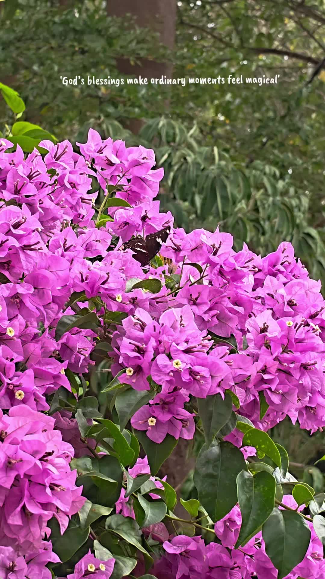 @Shantinih🦋
