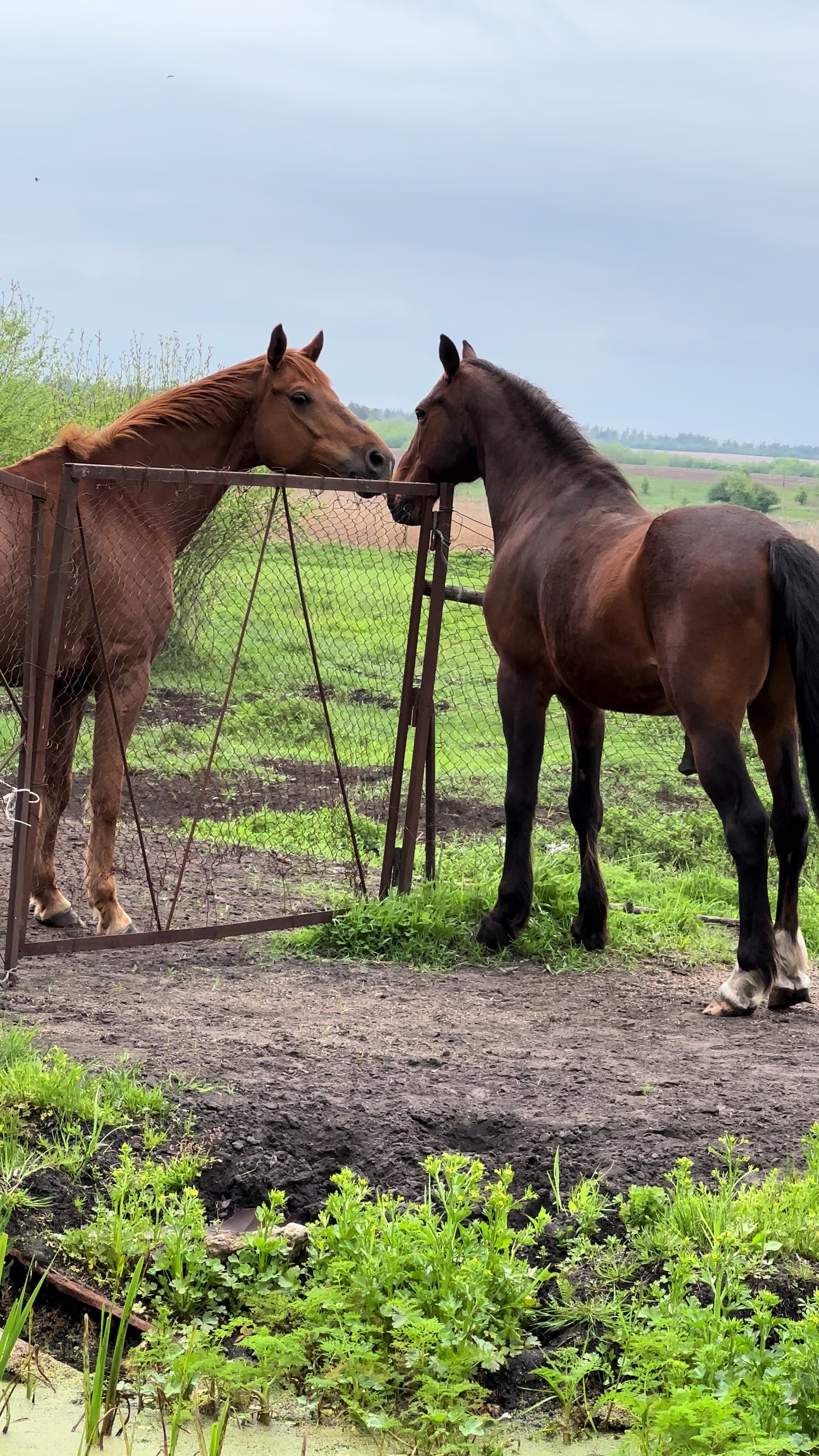 @“KK”Golden Horse