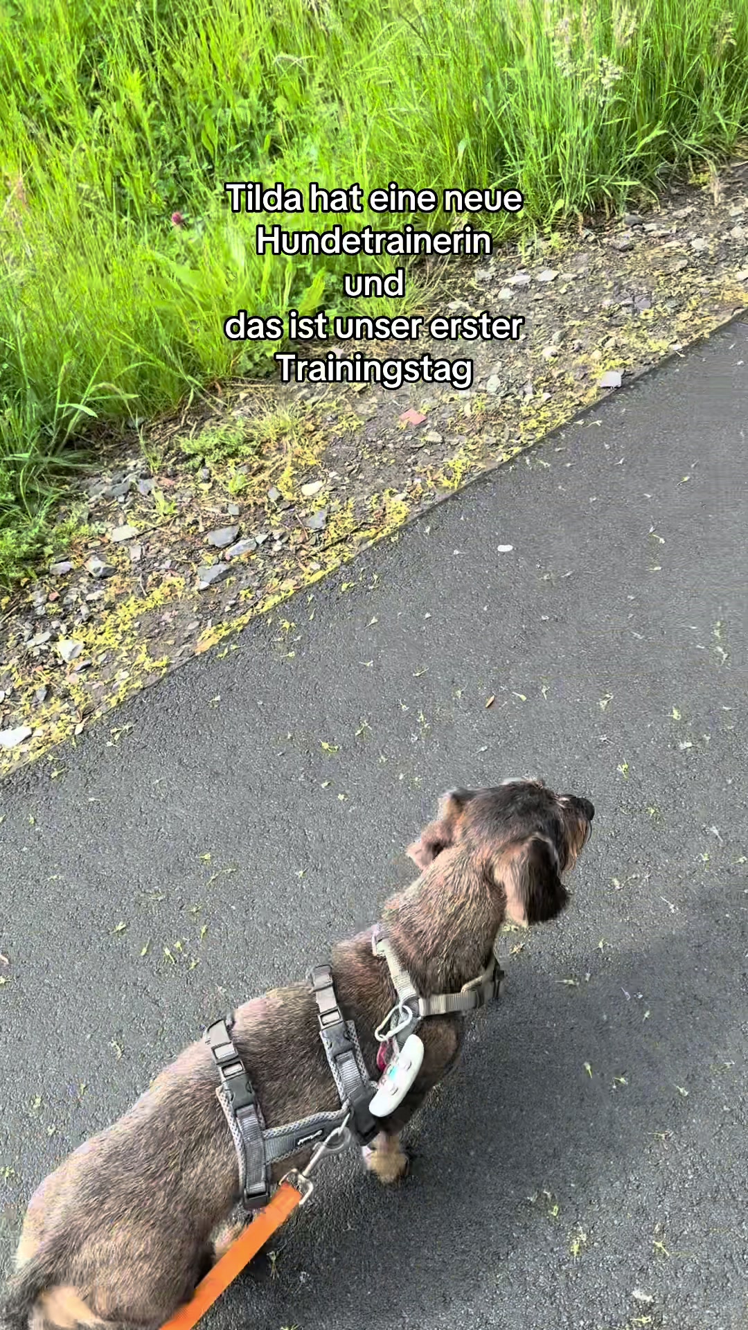 @Ichsch&uuml;tzekinderundtiere