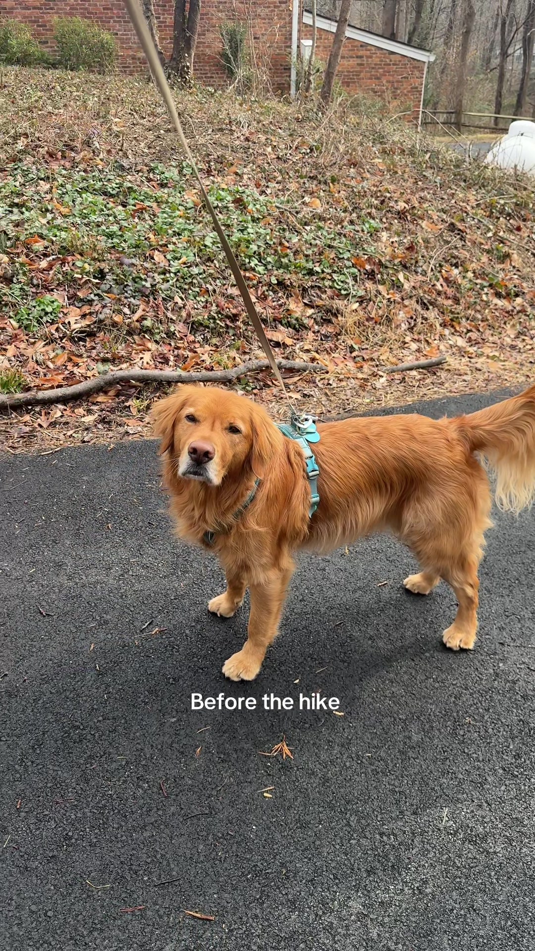 @Bentley the Spicy Golden🌶️