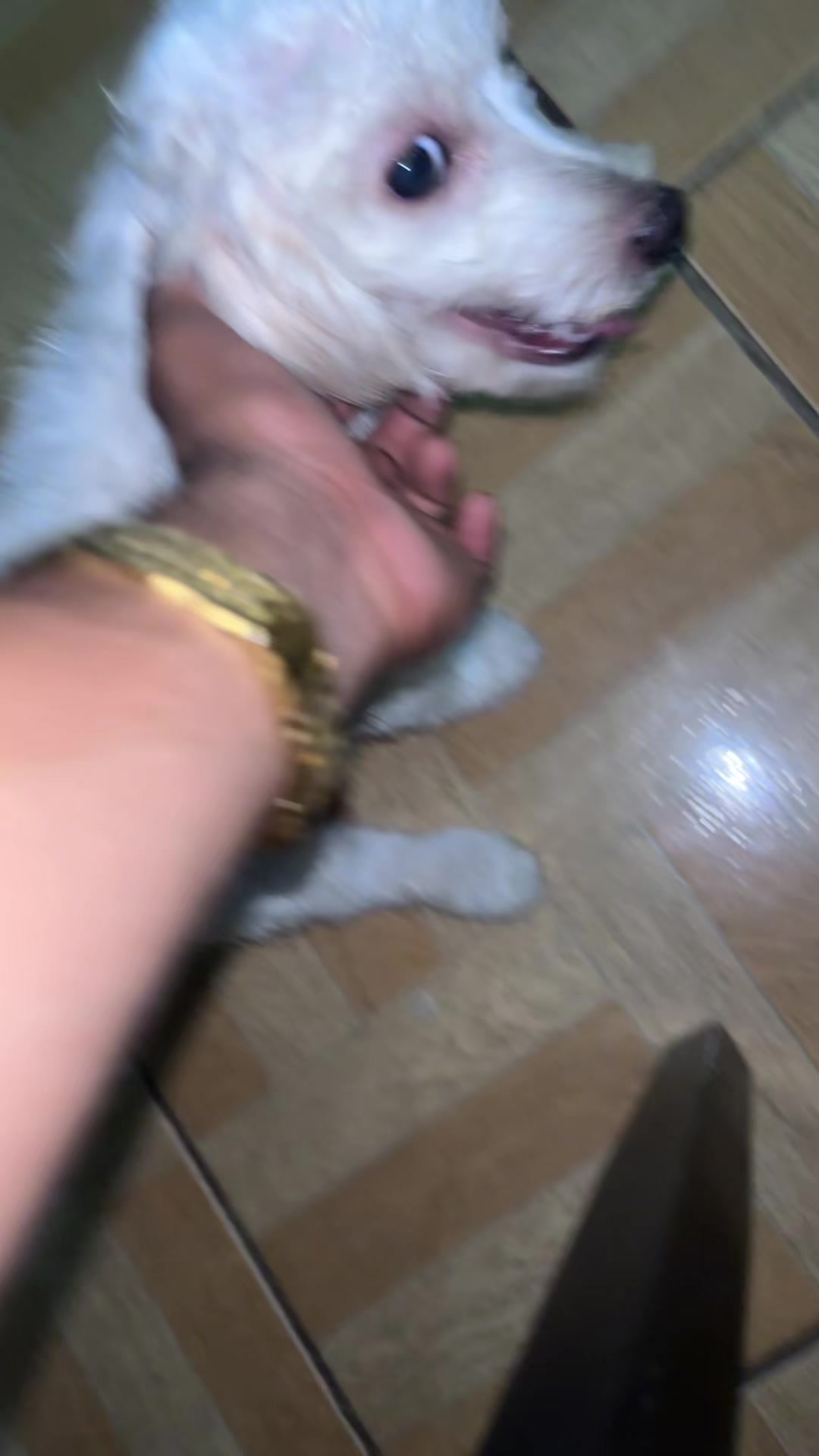 @pugsley_official