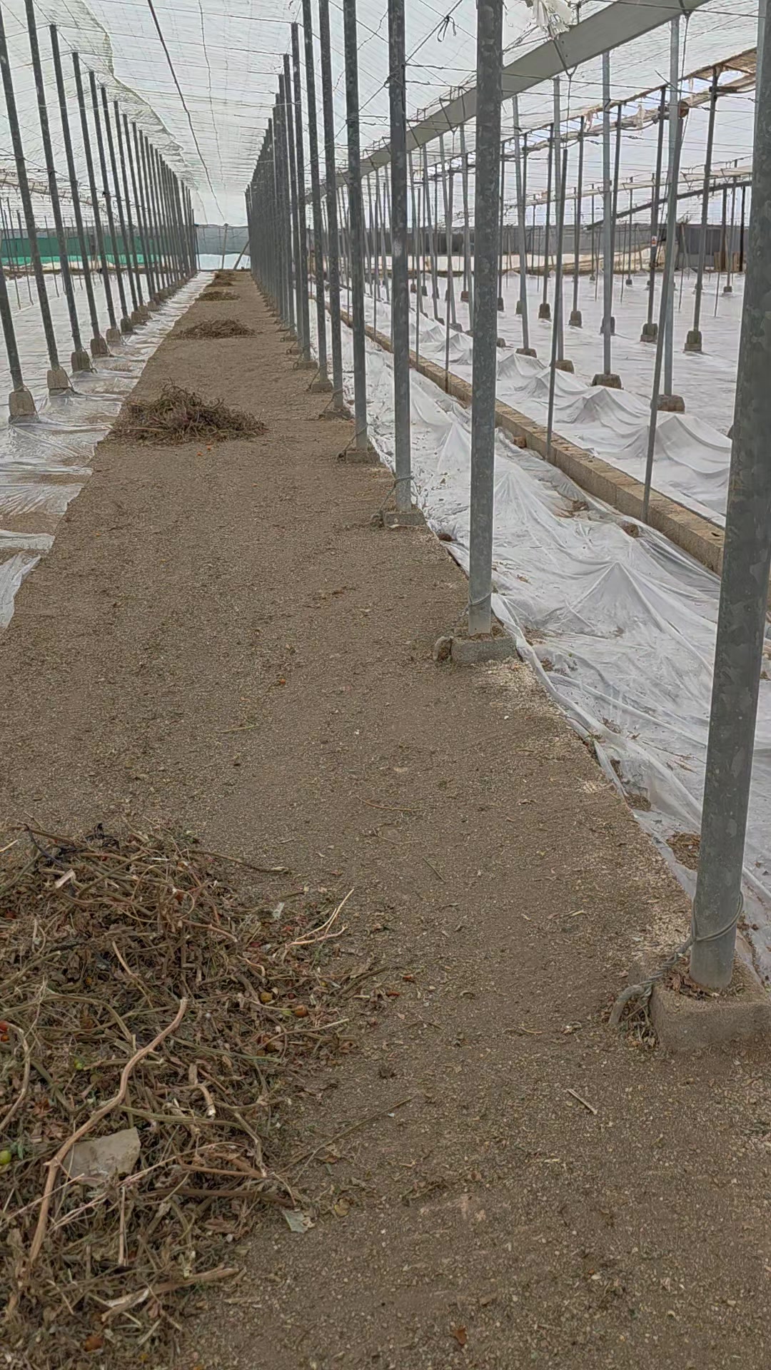@El Extensionista del Agro