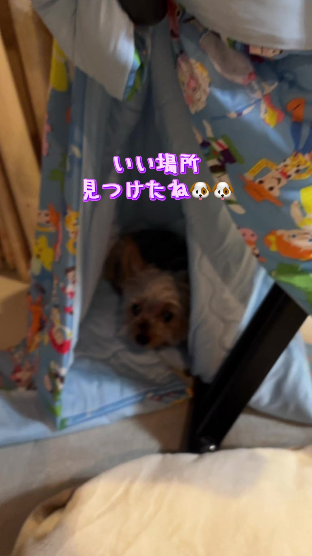 @🎀 ヨーキー のJulie and tia 🎀
