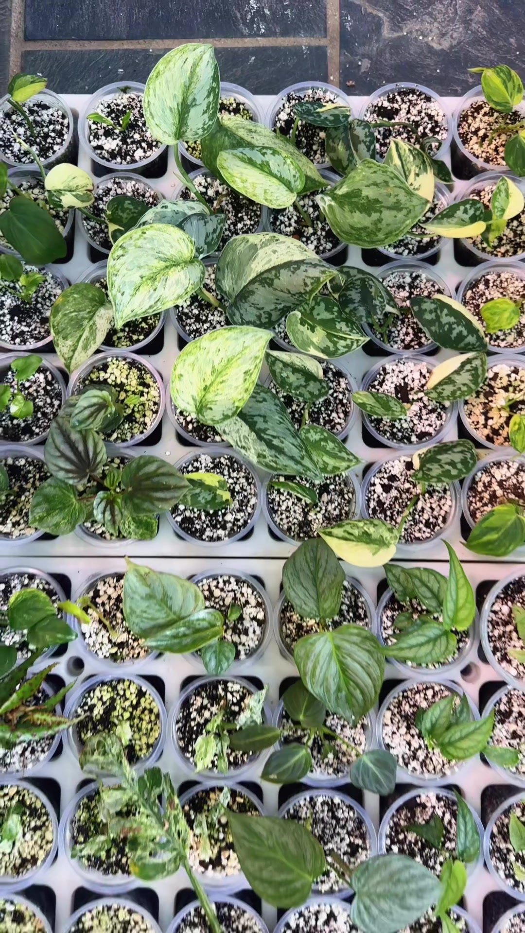 @Plantlife50