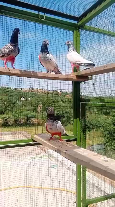 @Raxhi 77