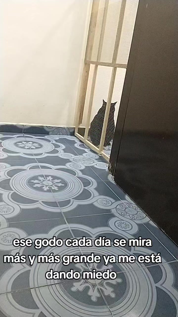 @petuchis