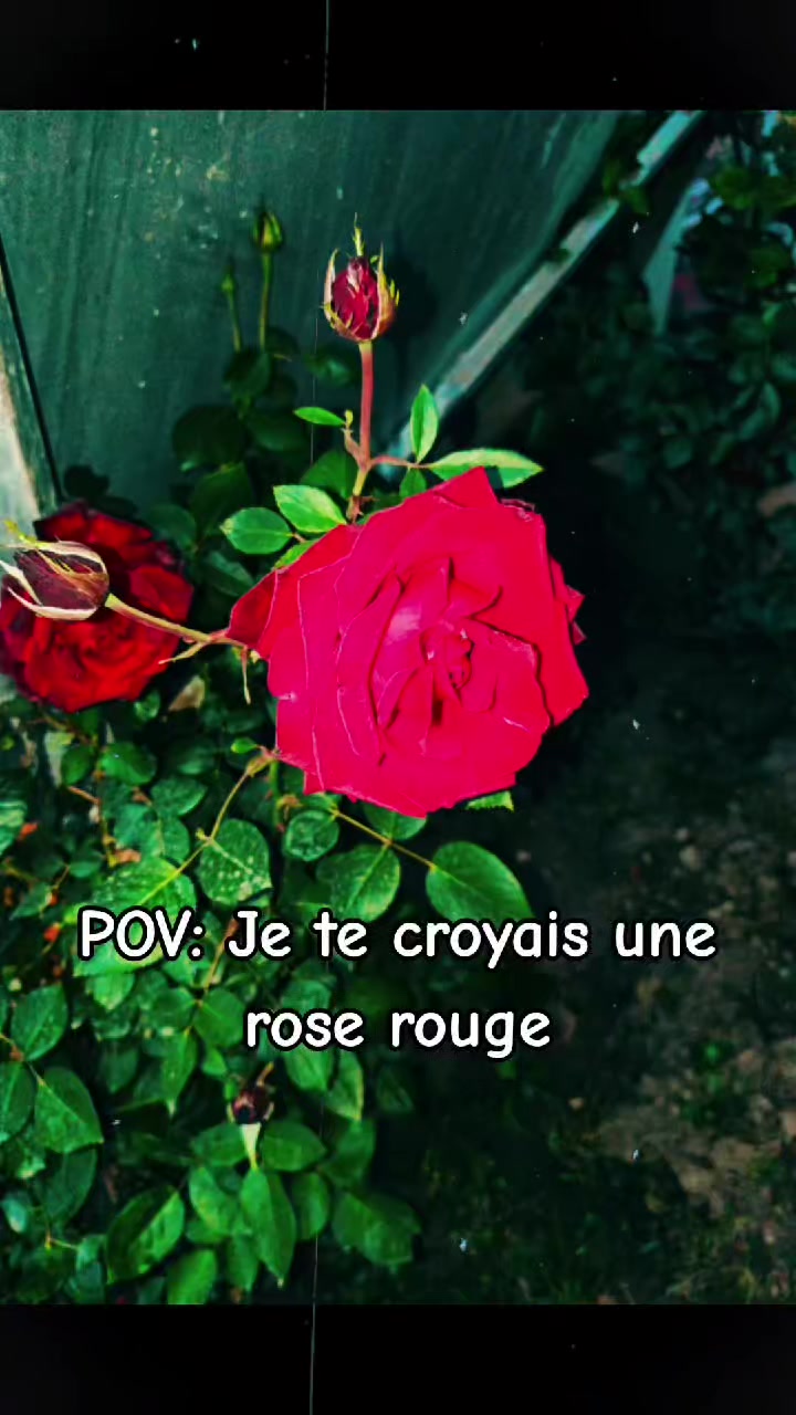 @꧁••♡ᎽᏫᏌᏚᏚᎬᎰ♡••꧂