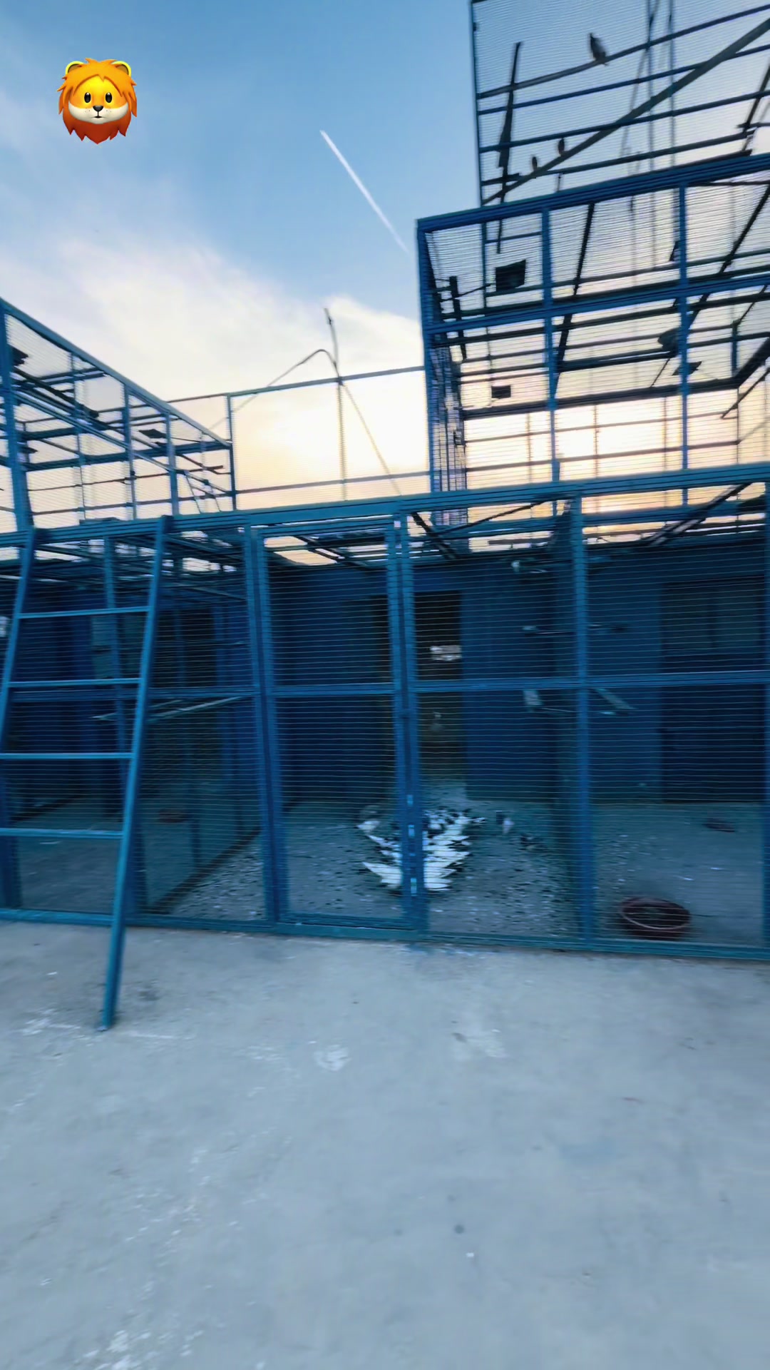@Mola Khokhar