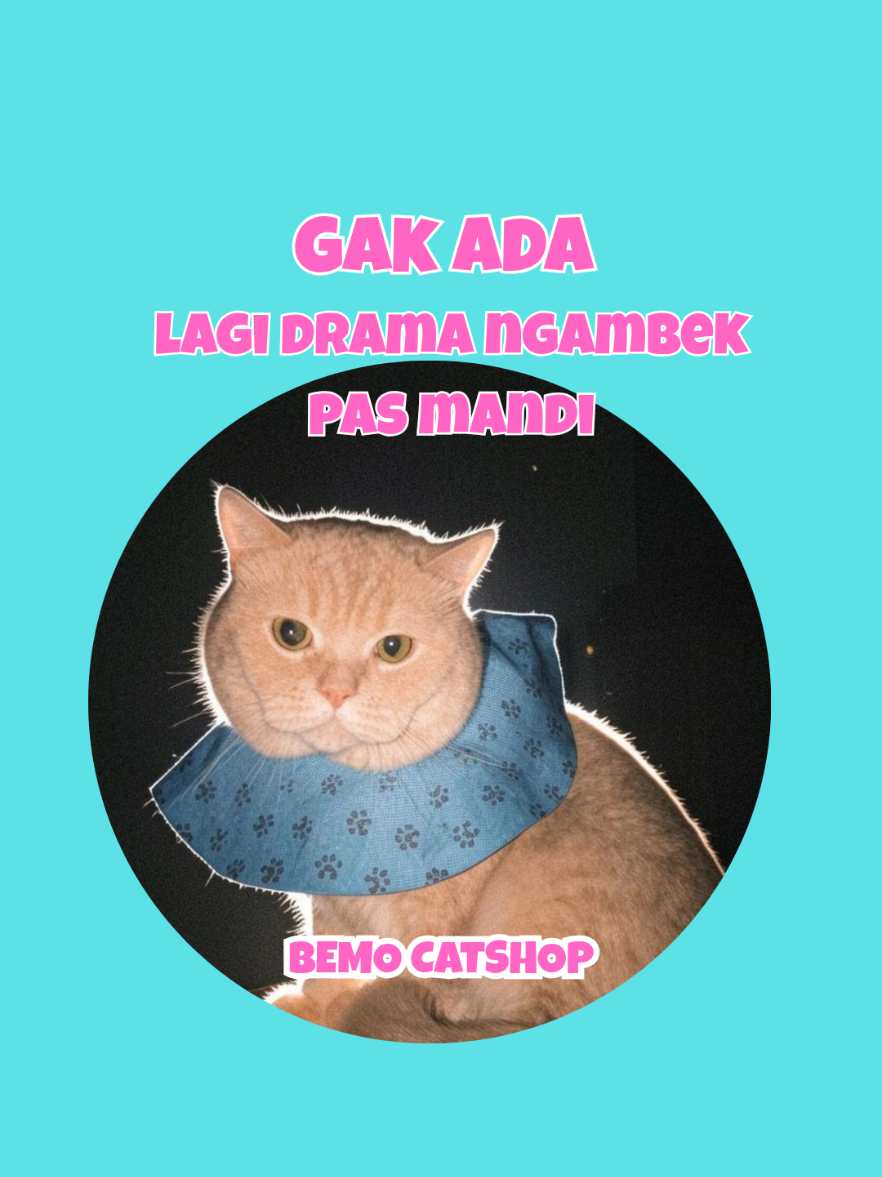 @Bemo Catshop