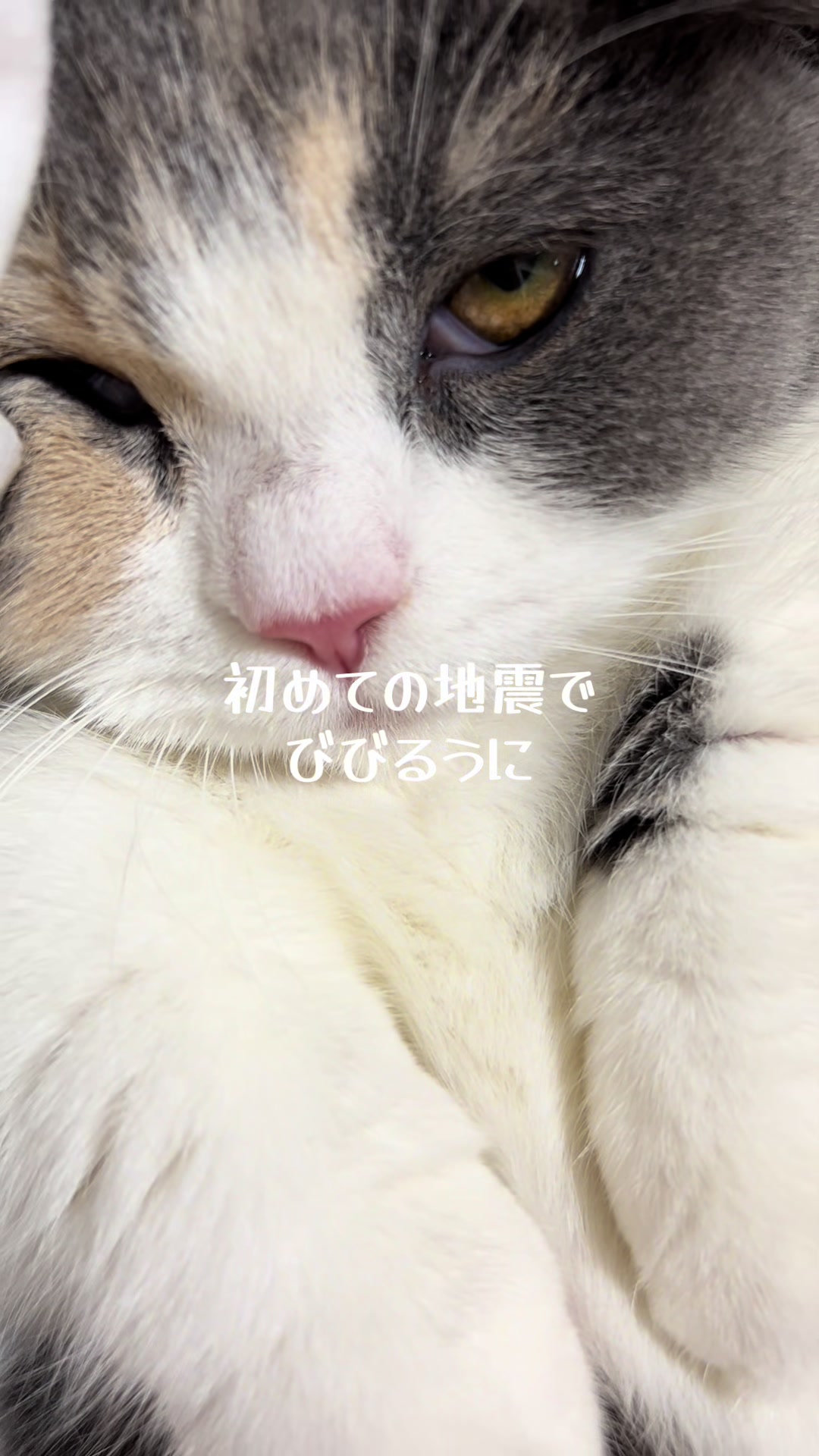 @うにぽて
