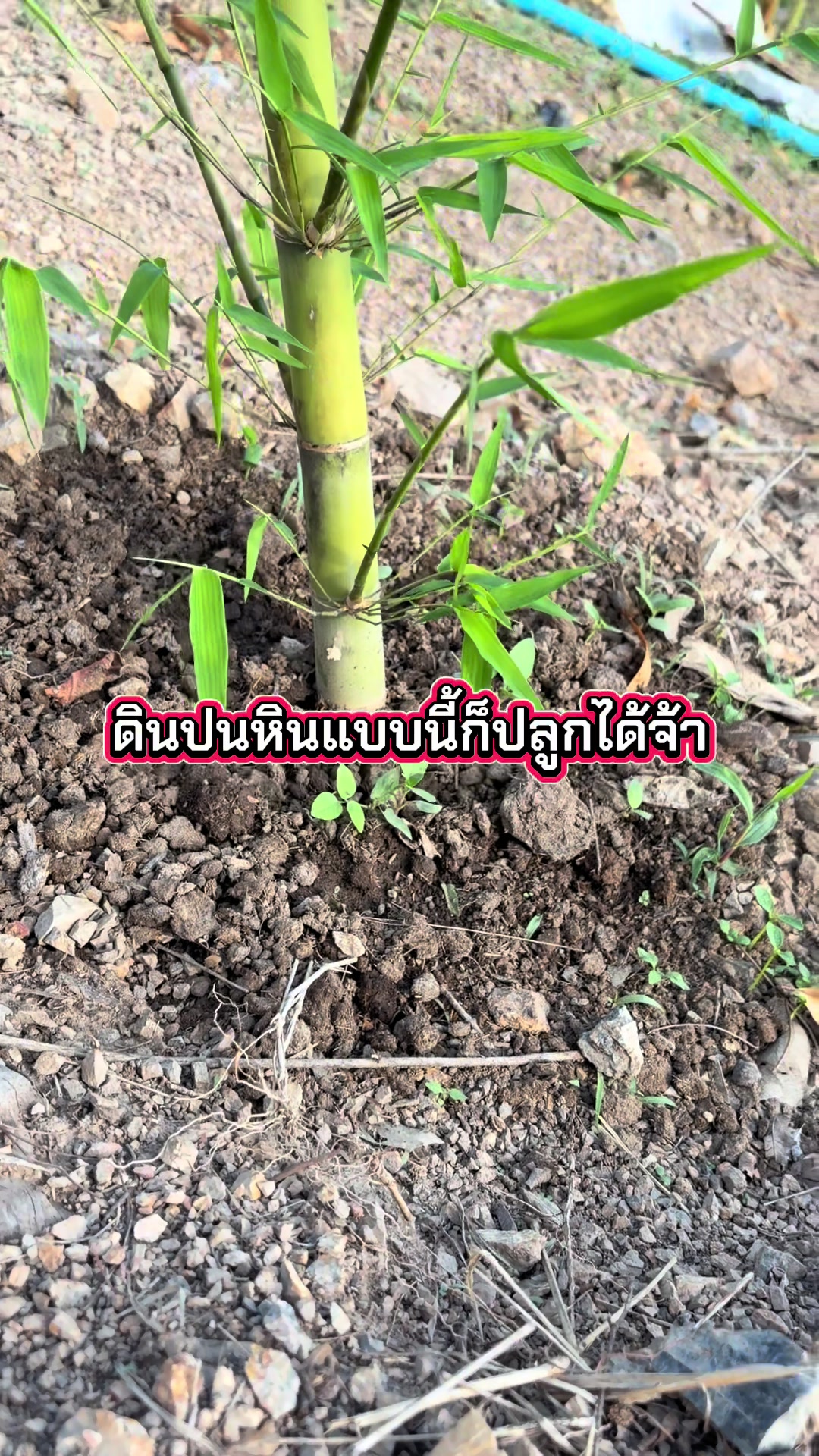 @นัดดาชอป