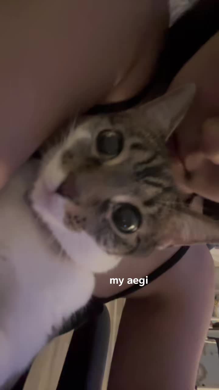 @๐ ๐ซ๐๐๐ | ใทใ
