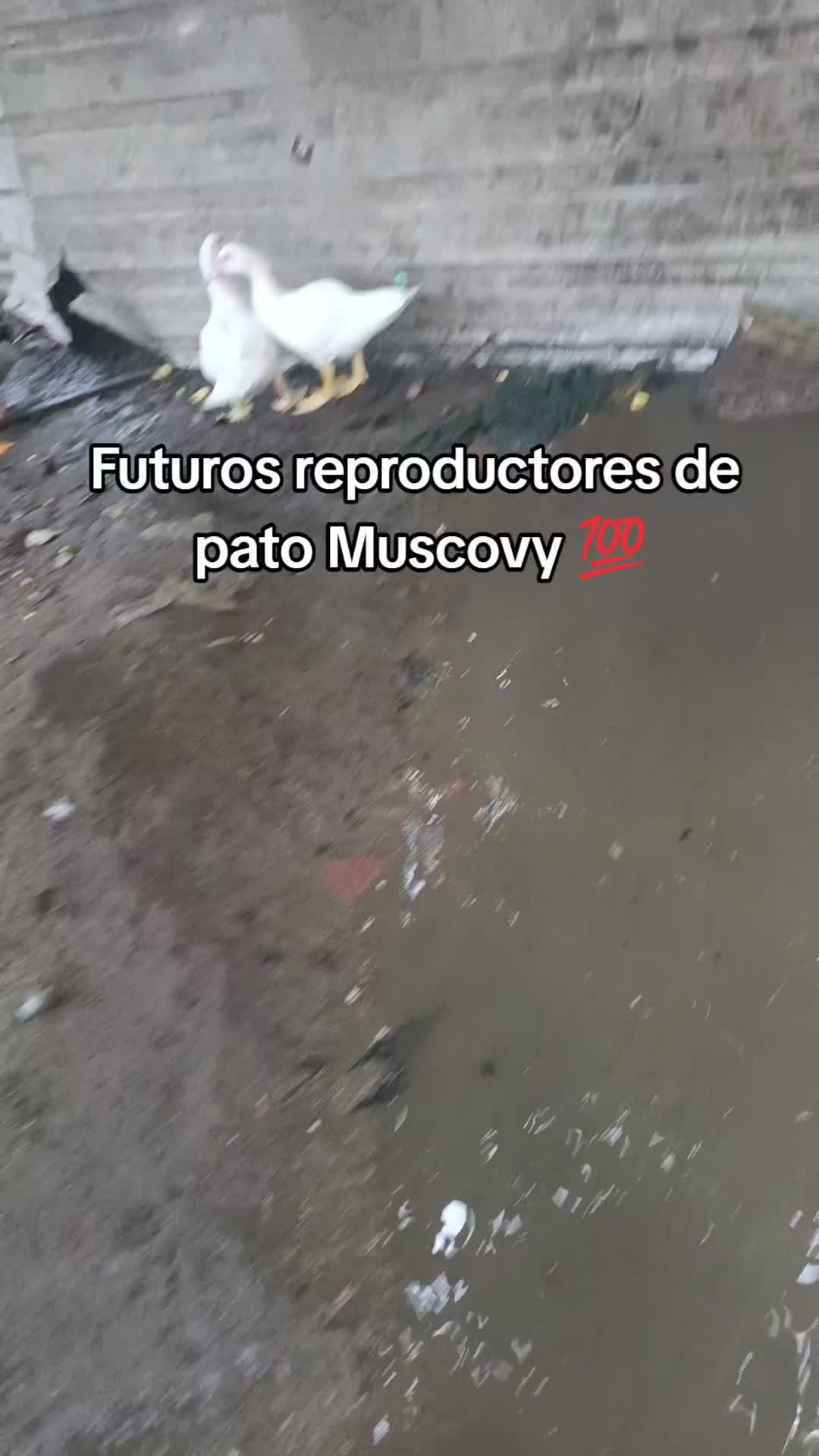 @Iván ft