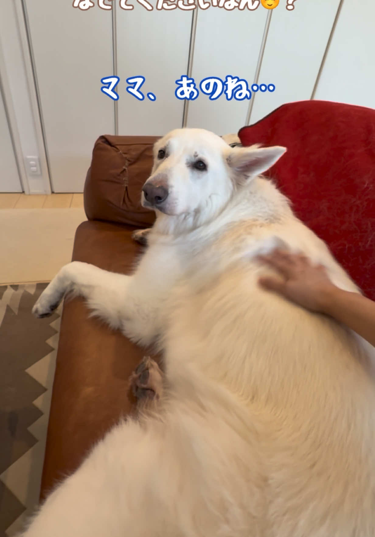 @leo