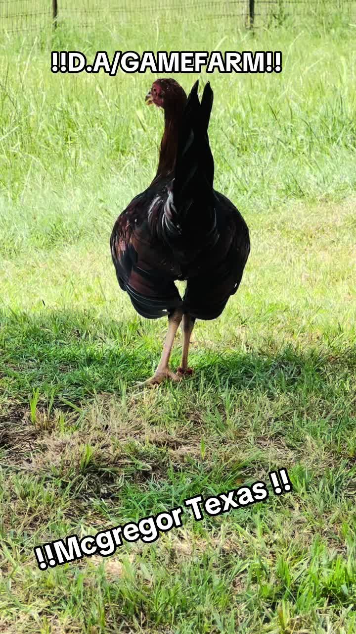 @DAgamefarm
