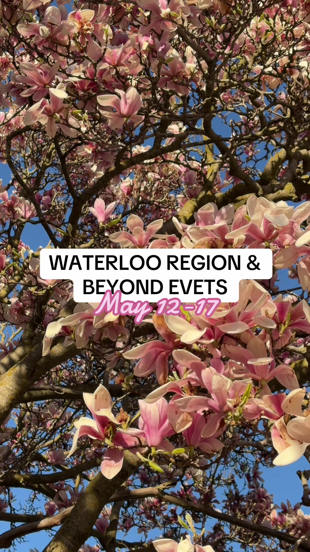 @CuratedKW | Food, Events & Fun