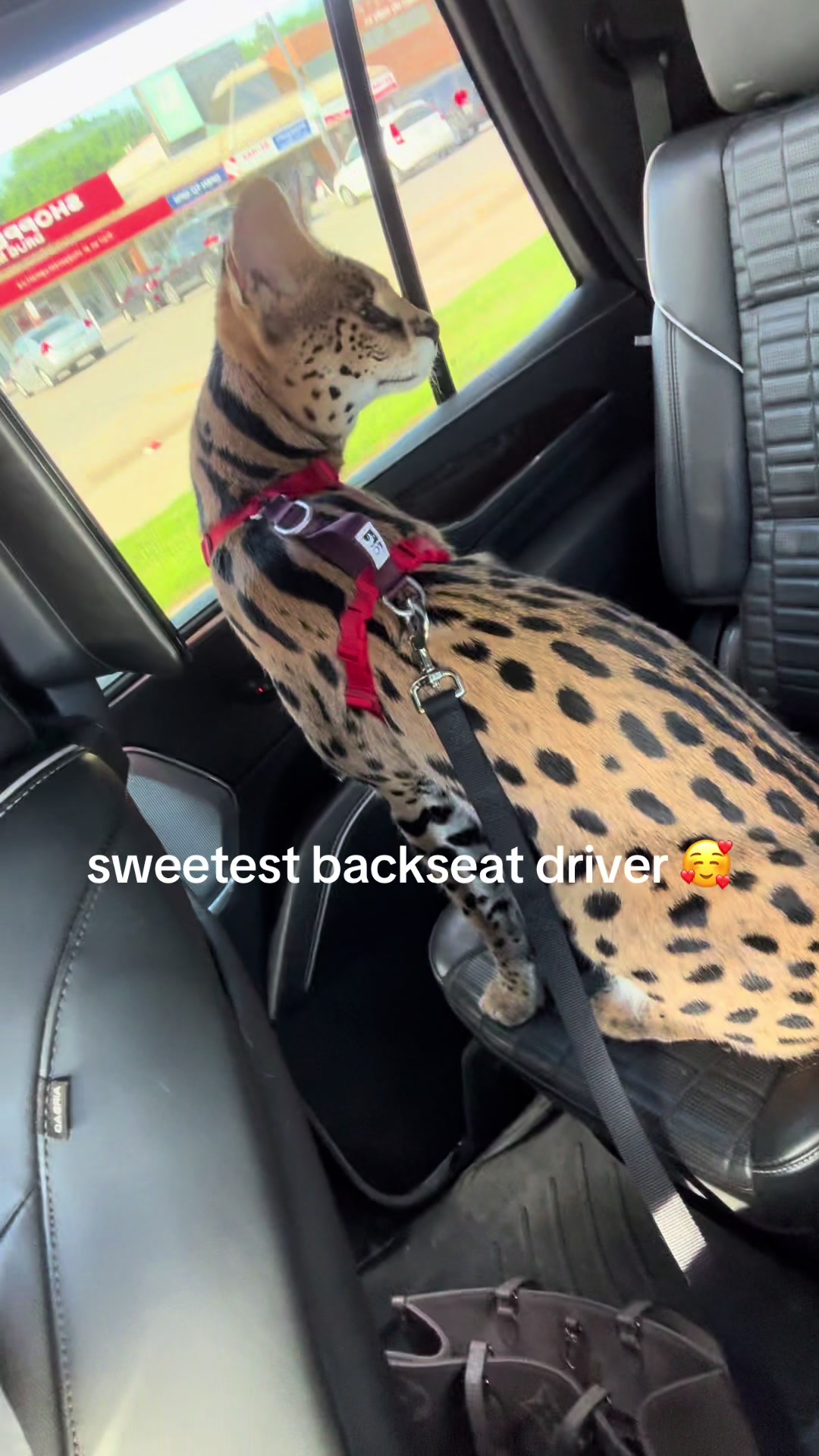 @milo the serval