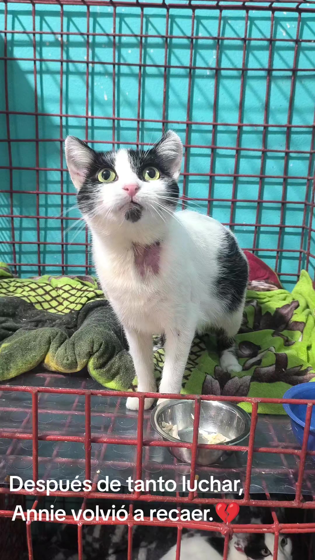 @fundación lazo animal