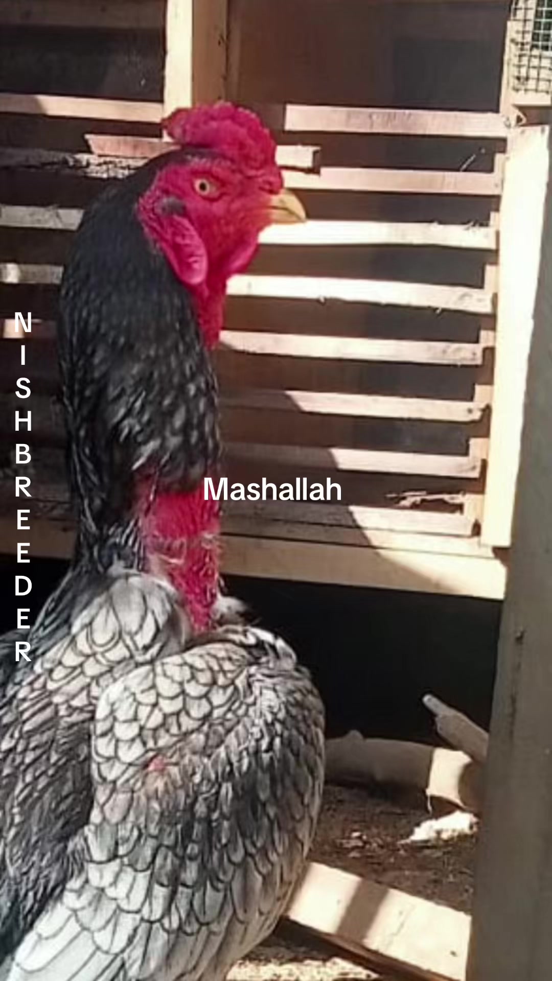 @Nishran Mohamed