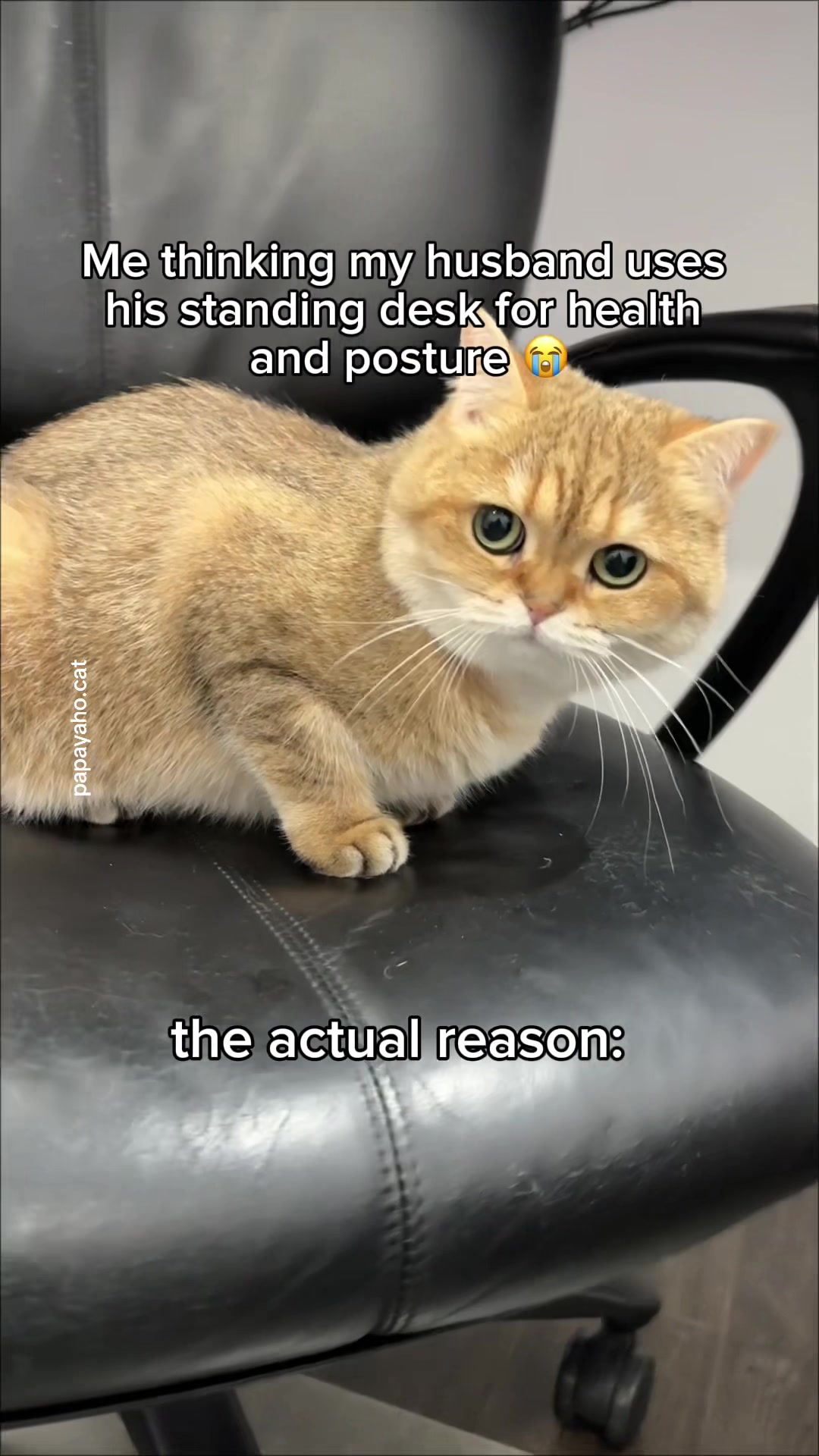 @Papaya the Cat