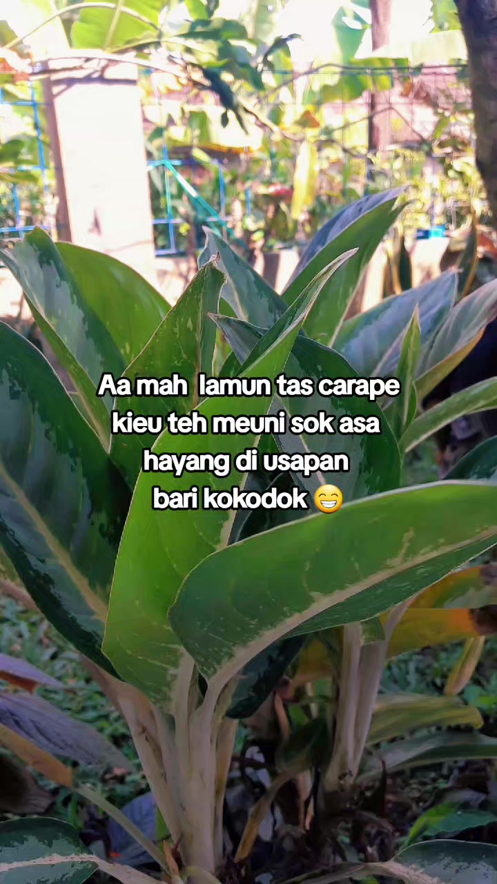 @ƁÙÐÃĶ ŚÚŃĎÂ💥🐅