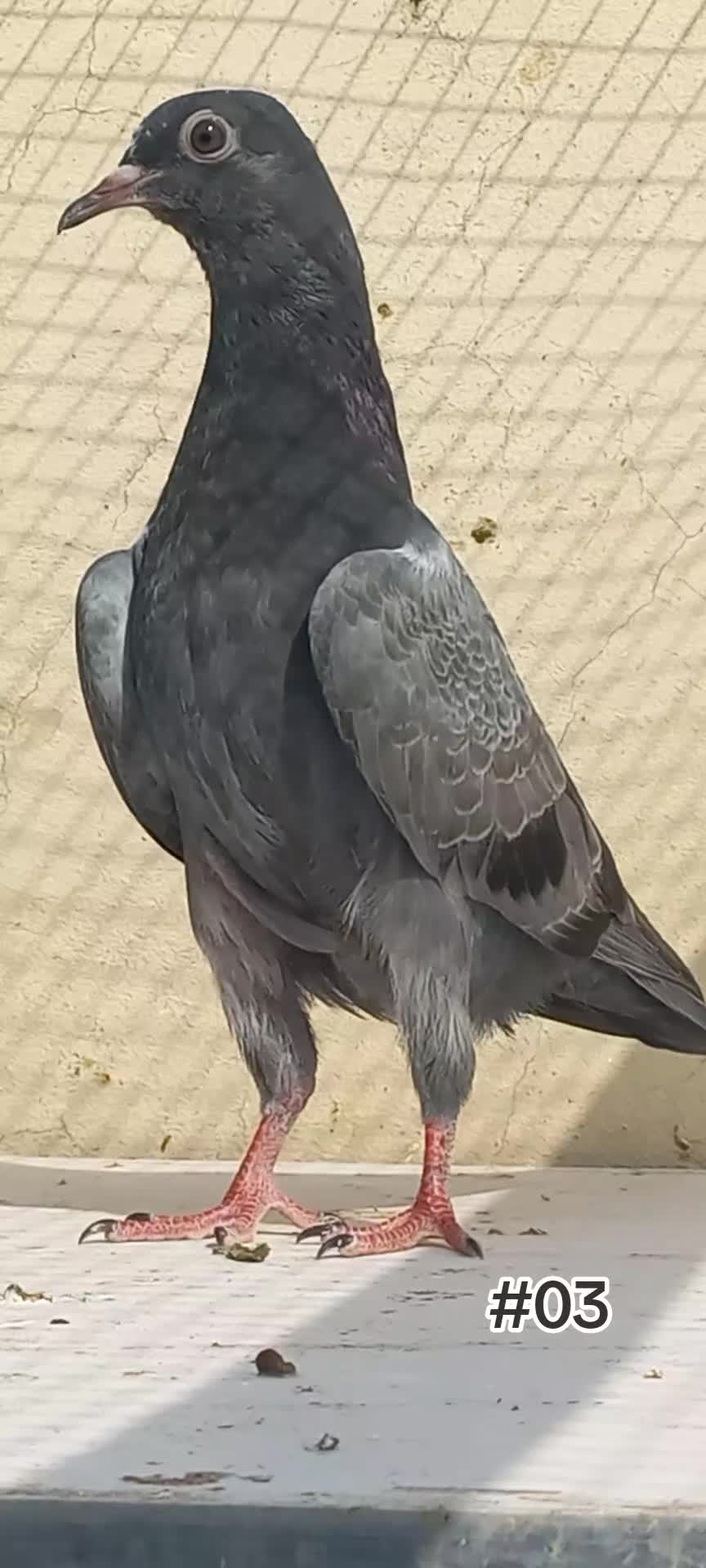 @Ranakasuripigeon