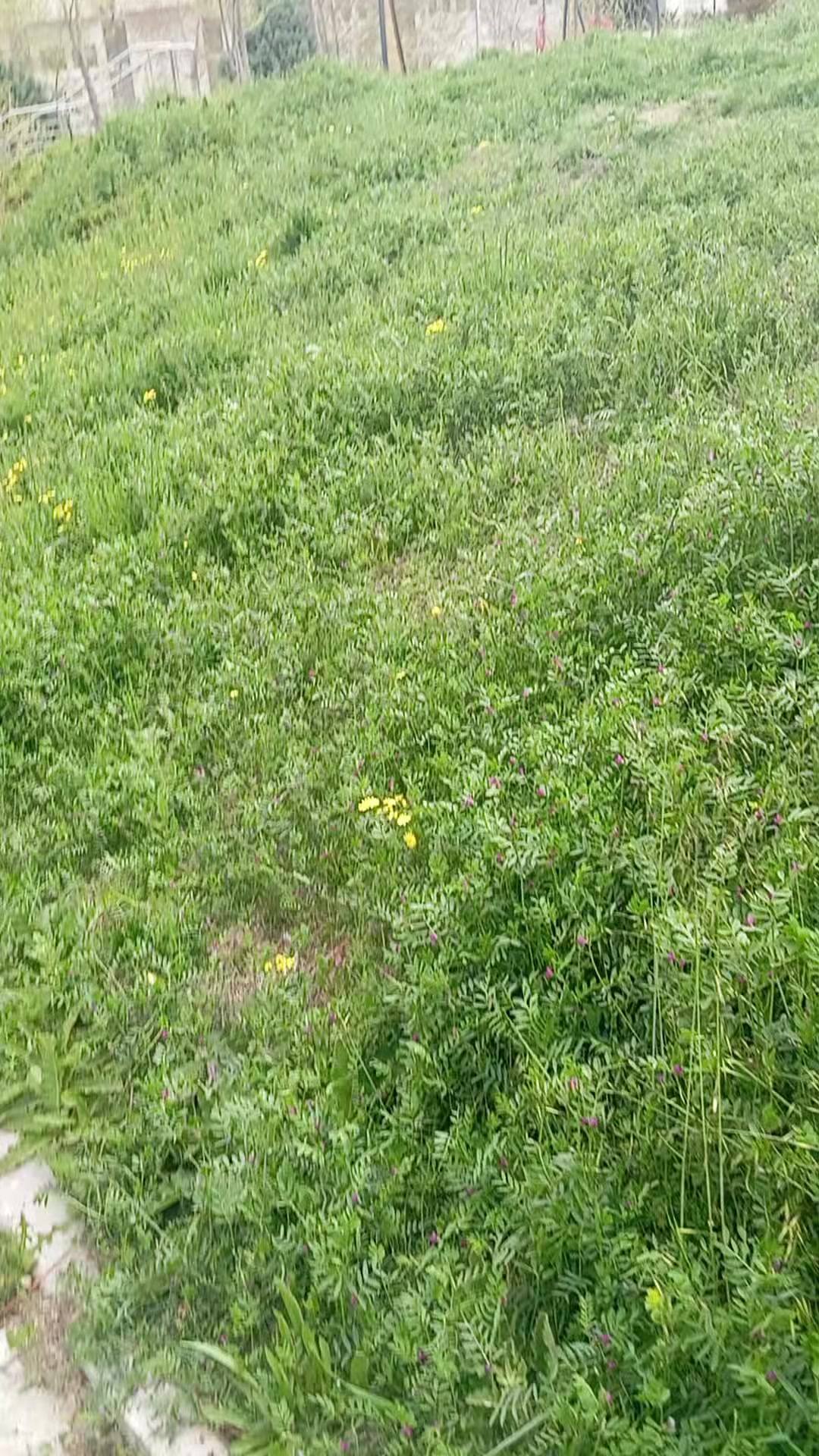 @RÜYA