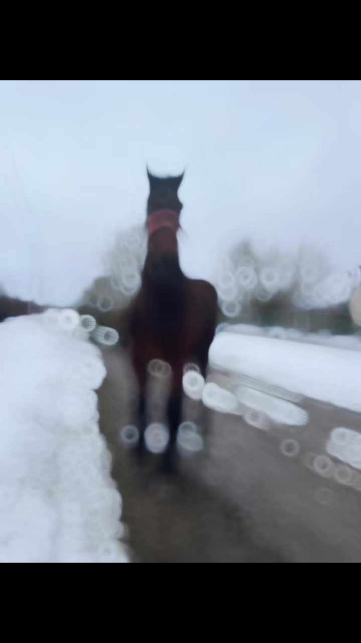 @🐴Horses🐴