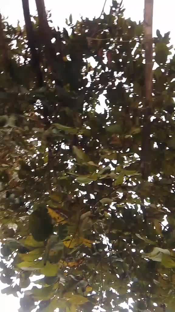 @अniसा 💋p