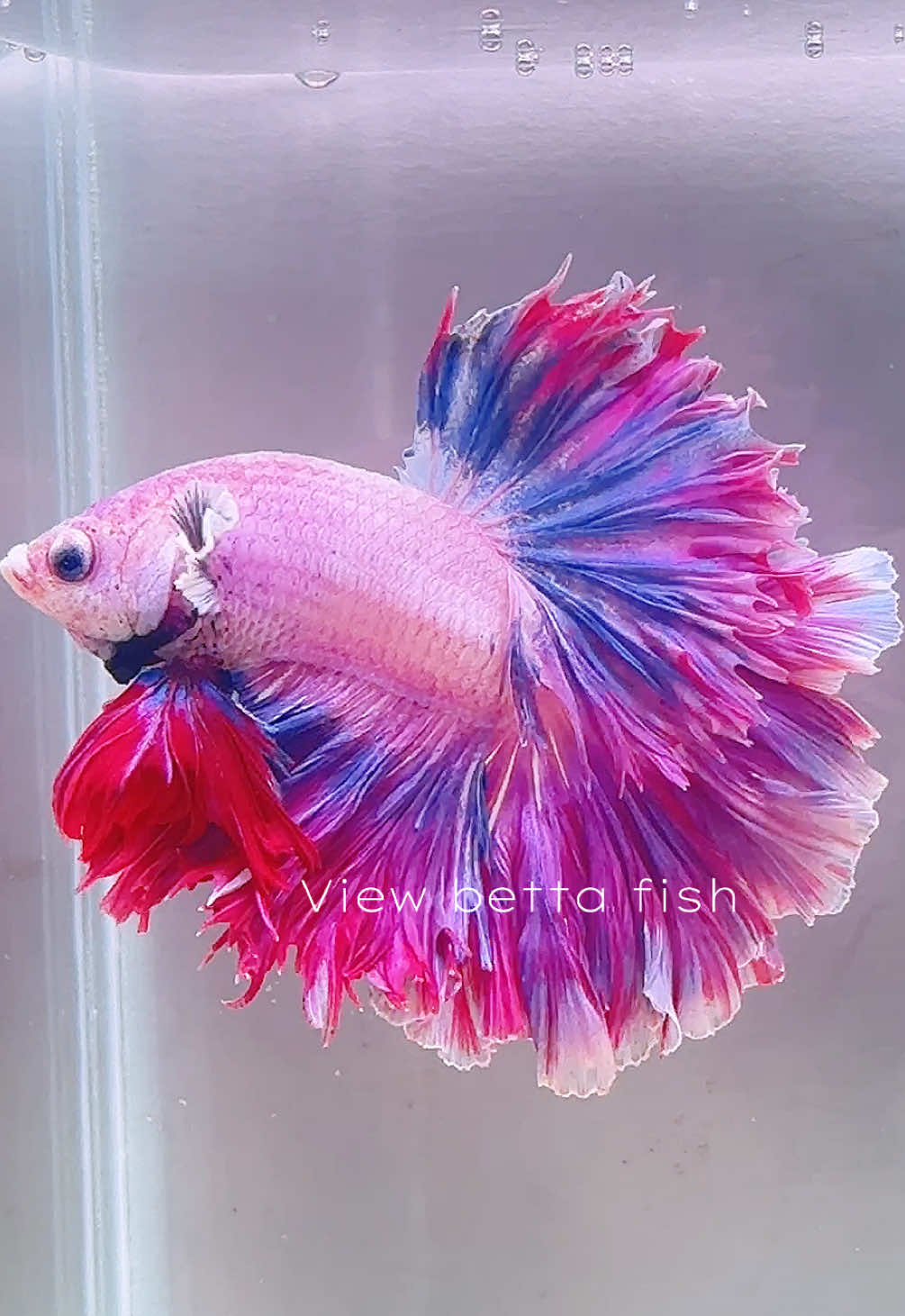 @วิวอยากเลี้ยงปลากัด🐠