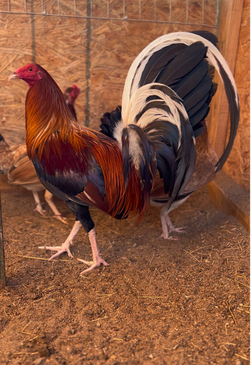 @꧁༒𝓞𝓢𝓒𝓐𝓡༒꧂