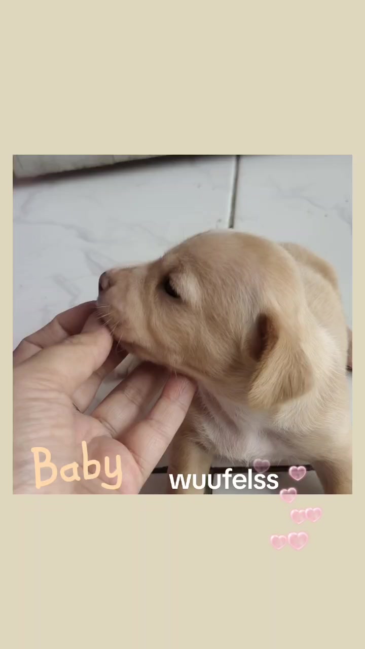 @wuffels