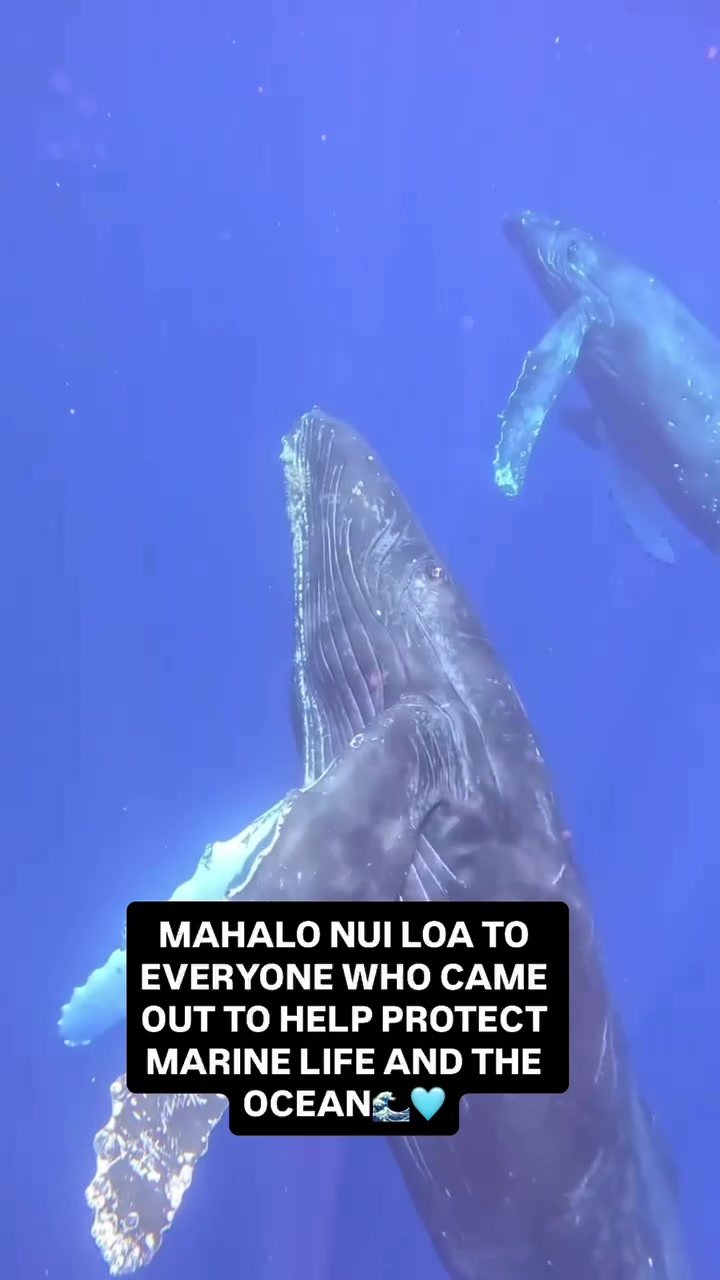 @Ocean Ramsey Sharks