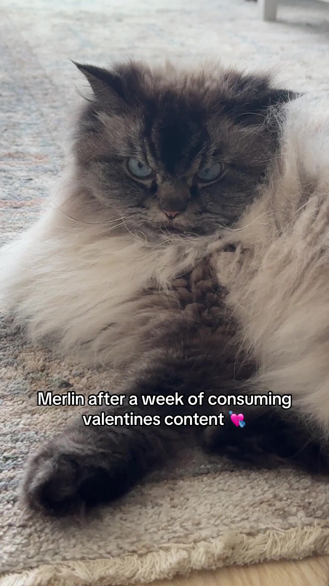 @Merlin Ragdoll