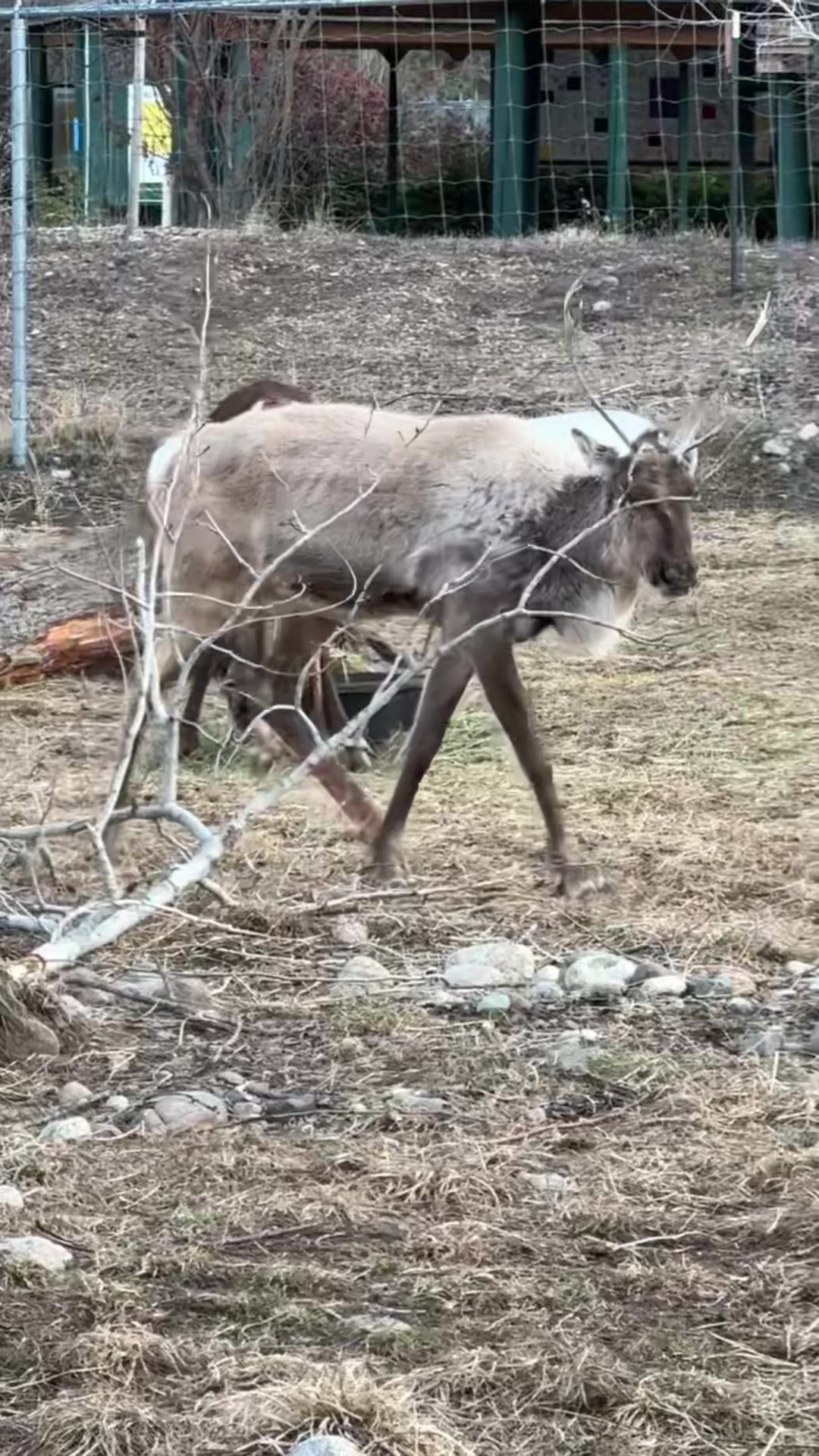 @BC Wildlife Park