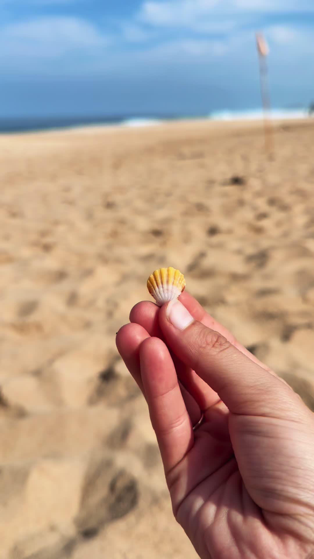 @Islandshells