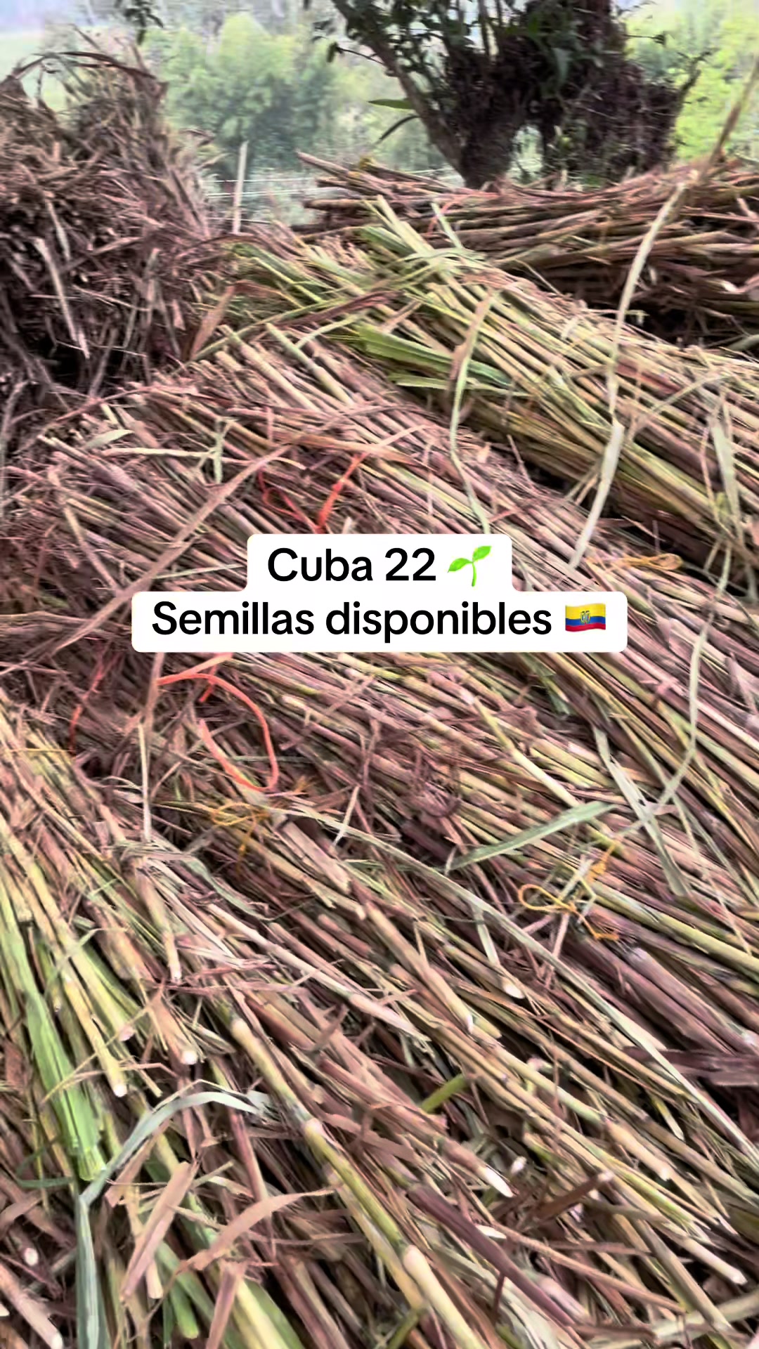 @Pastos y Leguminosas - Ecuador
