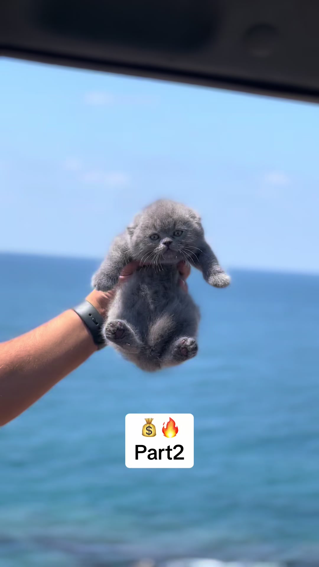 @pets.passion1