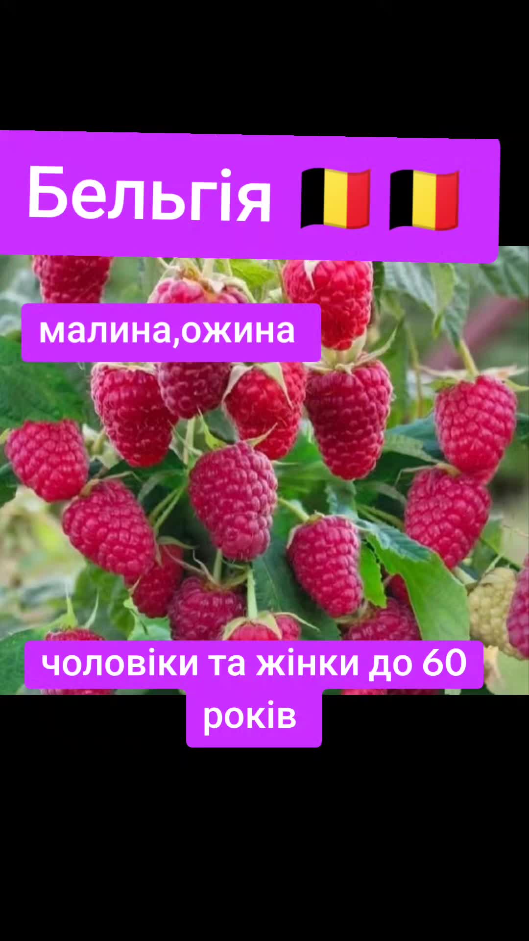 @Бельгія та Нідерланди