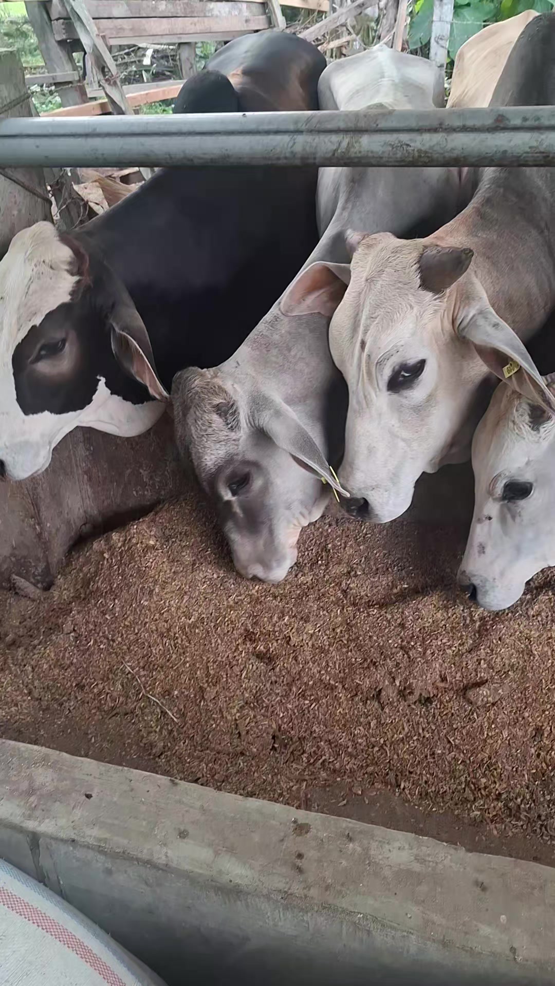 @Adzi BRAHMAN GROUP 447