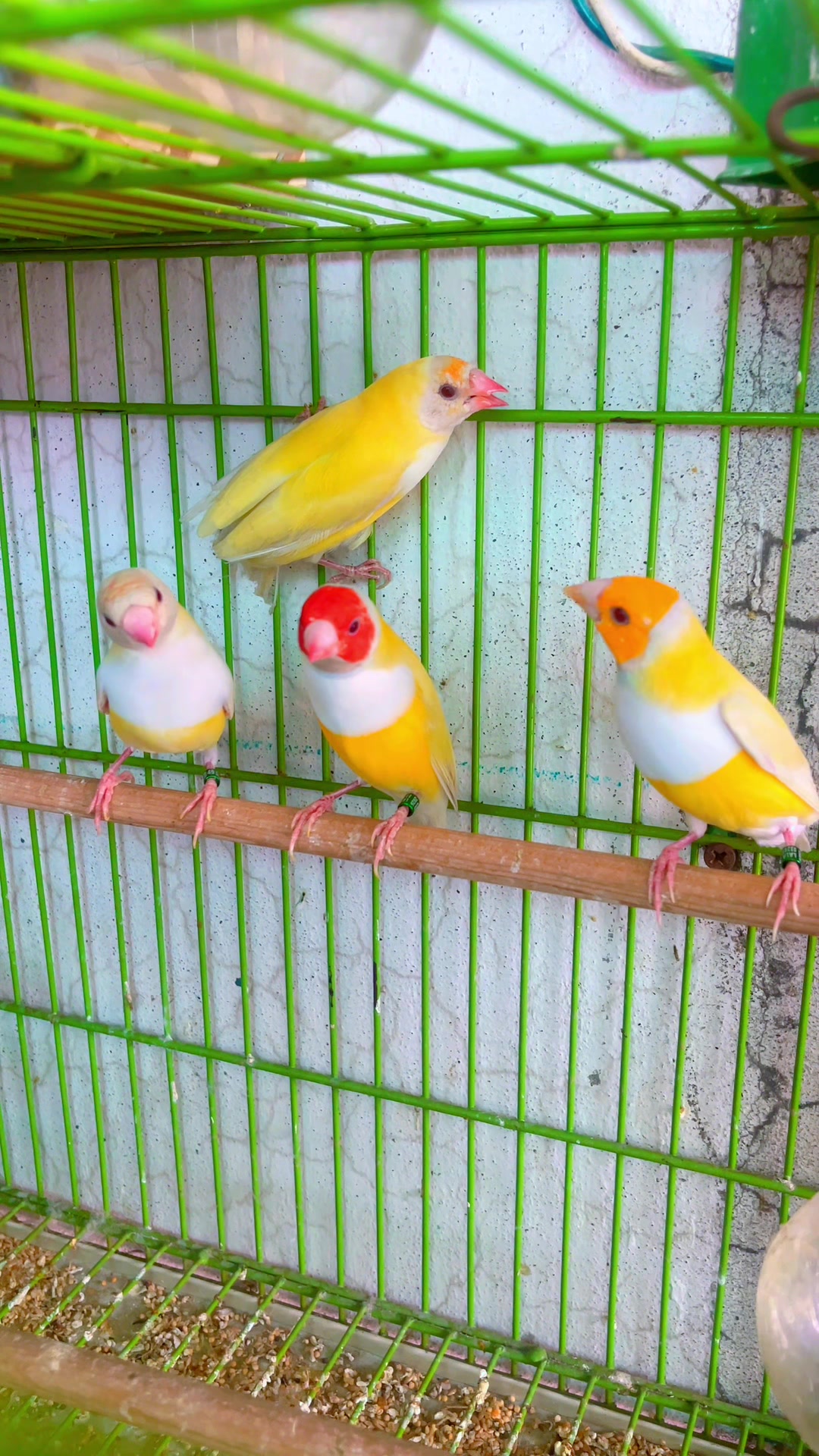 @Lala Aviary