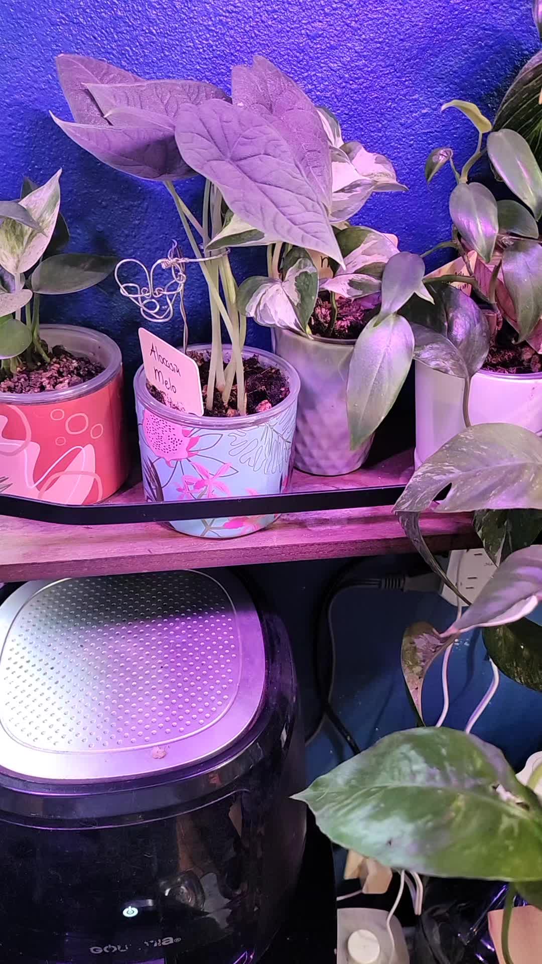 @PlantiStasia